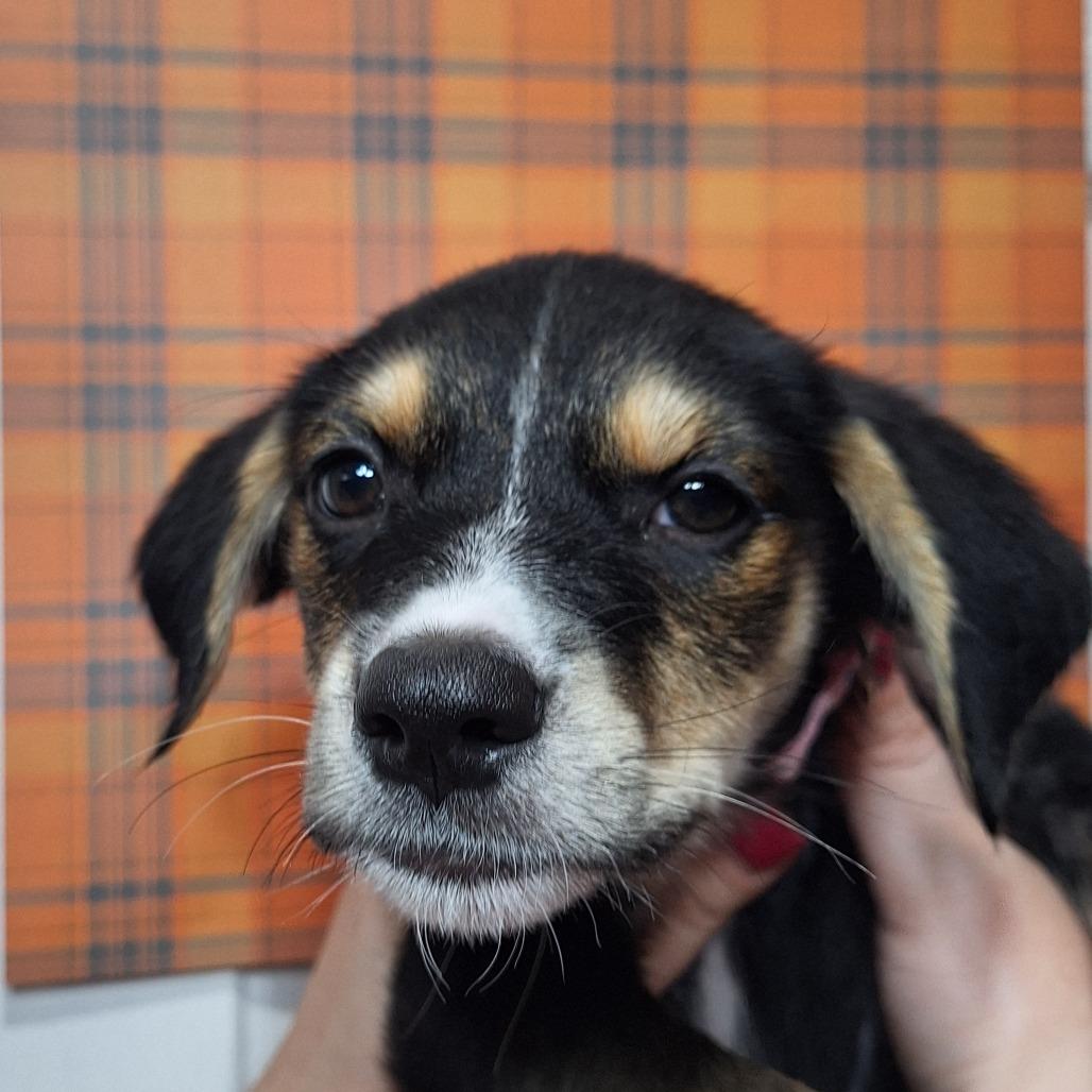 Enlarge Aria, a Adoptable mixed breed in Alexandria, VA image 2/6