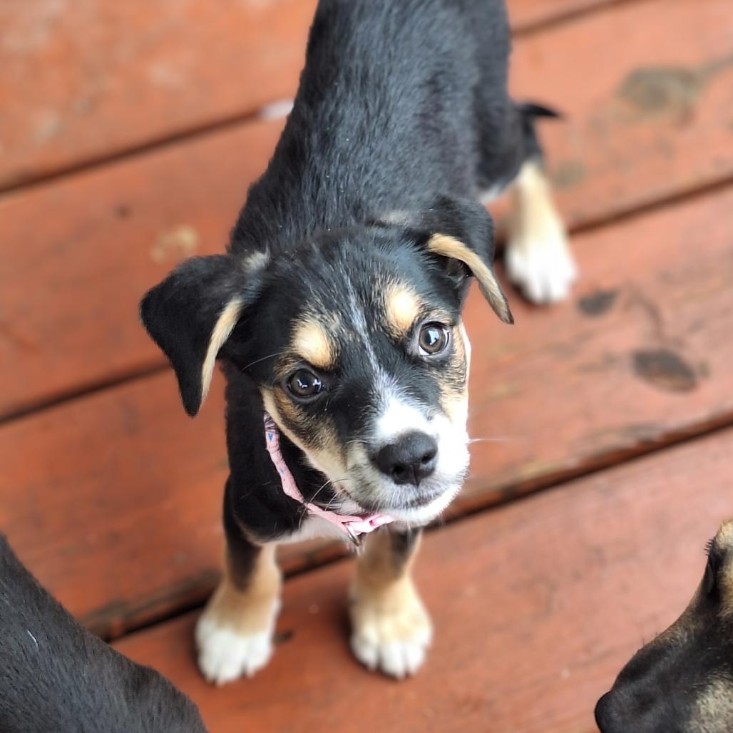 Enlarge Aria, a Adoptable mixed breed in Alexandria, VA image 3/6