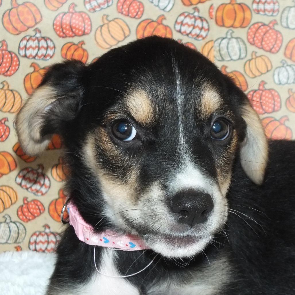 Enlarge Aria, a Adoptable mixed breed in Alexandria, VA image 4/6