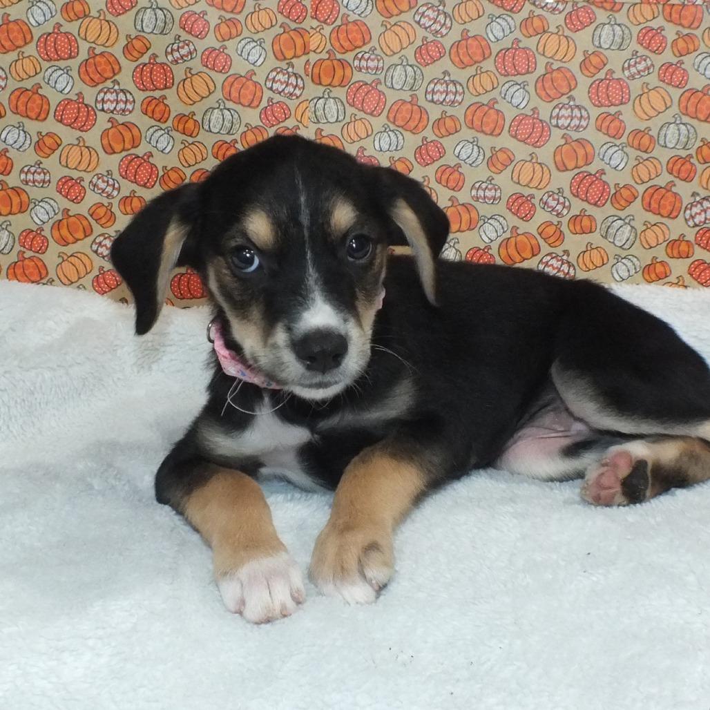 Enlarge Aria, a Adoptable mixed breed in Alexandria, VA image 5/6