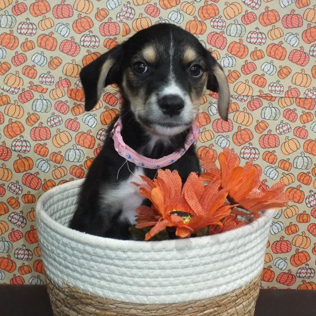 Enlarge Aria, a Adoptable mixed breed in Alexandria, VA image 6/6