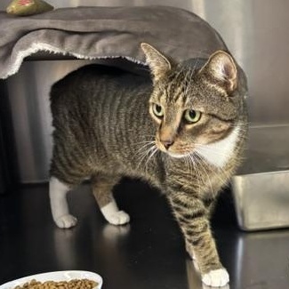 Holmes, a ADOPTABLE Domestic Short Hair in Braintree, MA image 5/6