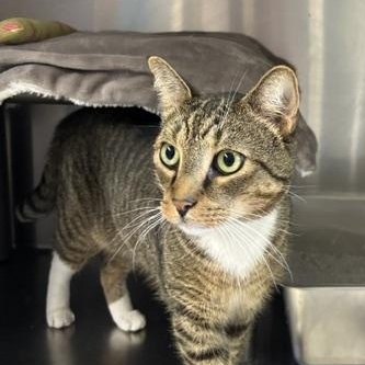 Holmes, ADOPTABLE, Adult Male Domestic Short Hair.