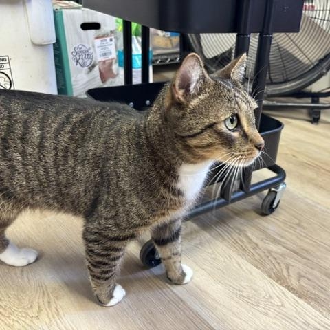 Holmes, a ADOPTABLE Domestic Short Hair in Braintree, MA image 6/6