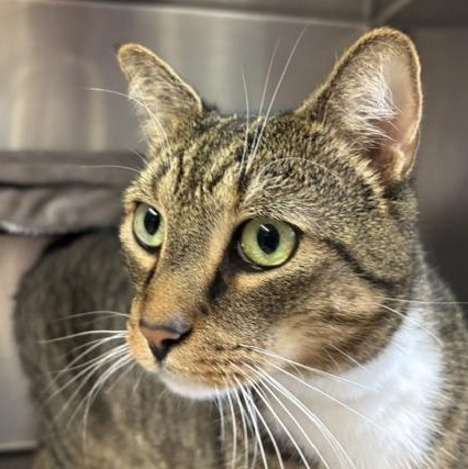 Holmes, a ADOPTABLE Domestic Short Hair in Braintree, MA image 3/6