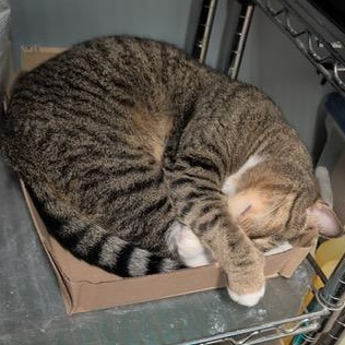 Enlarge Holmes, a Adoptable Domestic Short Hair in Braintree, MA image 6/6