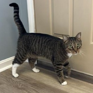 Holmes, a ADOPTABLE Domestic Short Hair in Braintree, MA image 4/6
