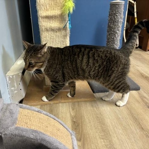 Holmes, a ADOPTABLE Domestic Short Hair in Braintree, MA image 2/6
