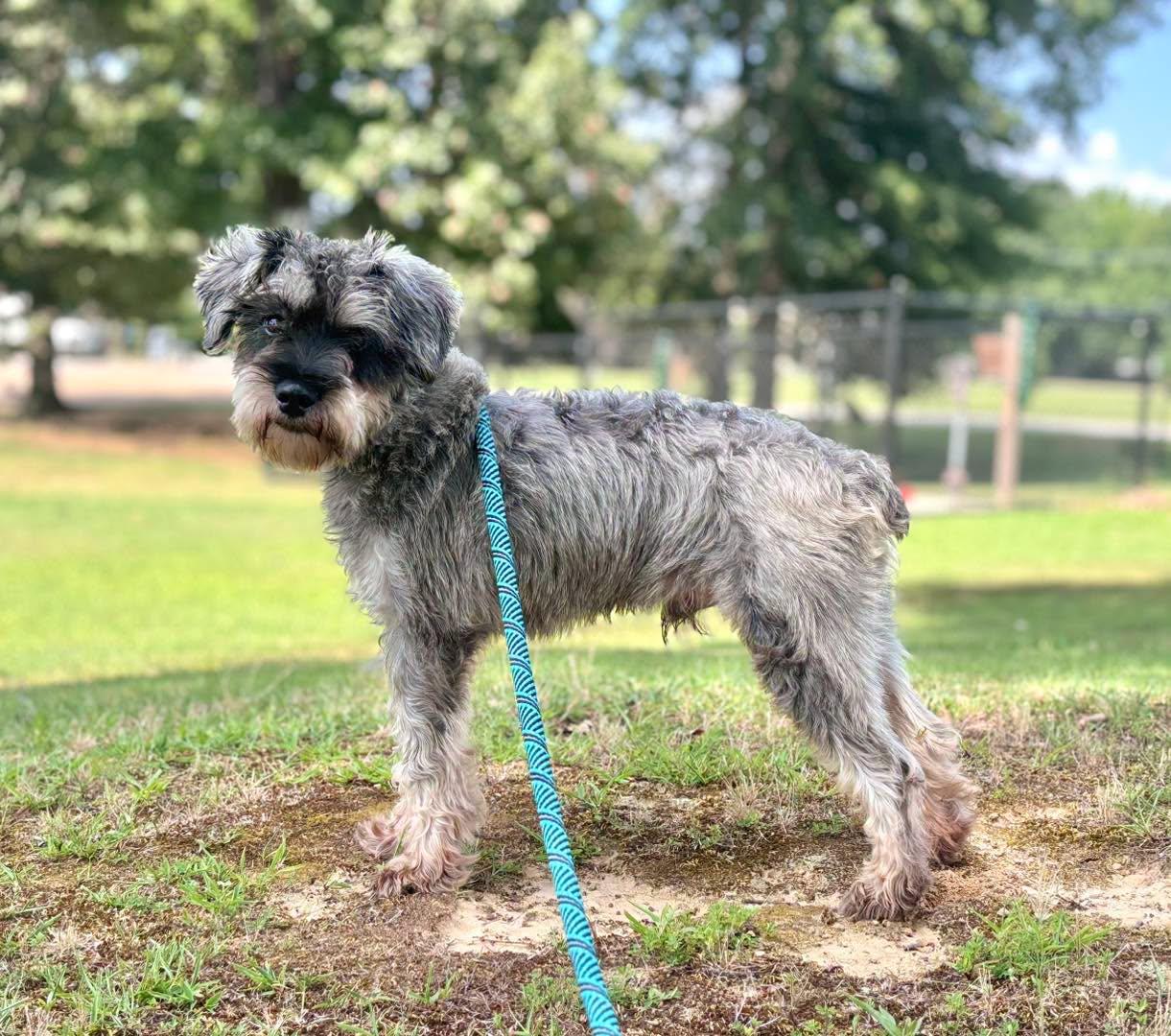 Duke, Adoptable, Young Male Miniature Schnauzer.