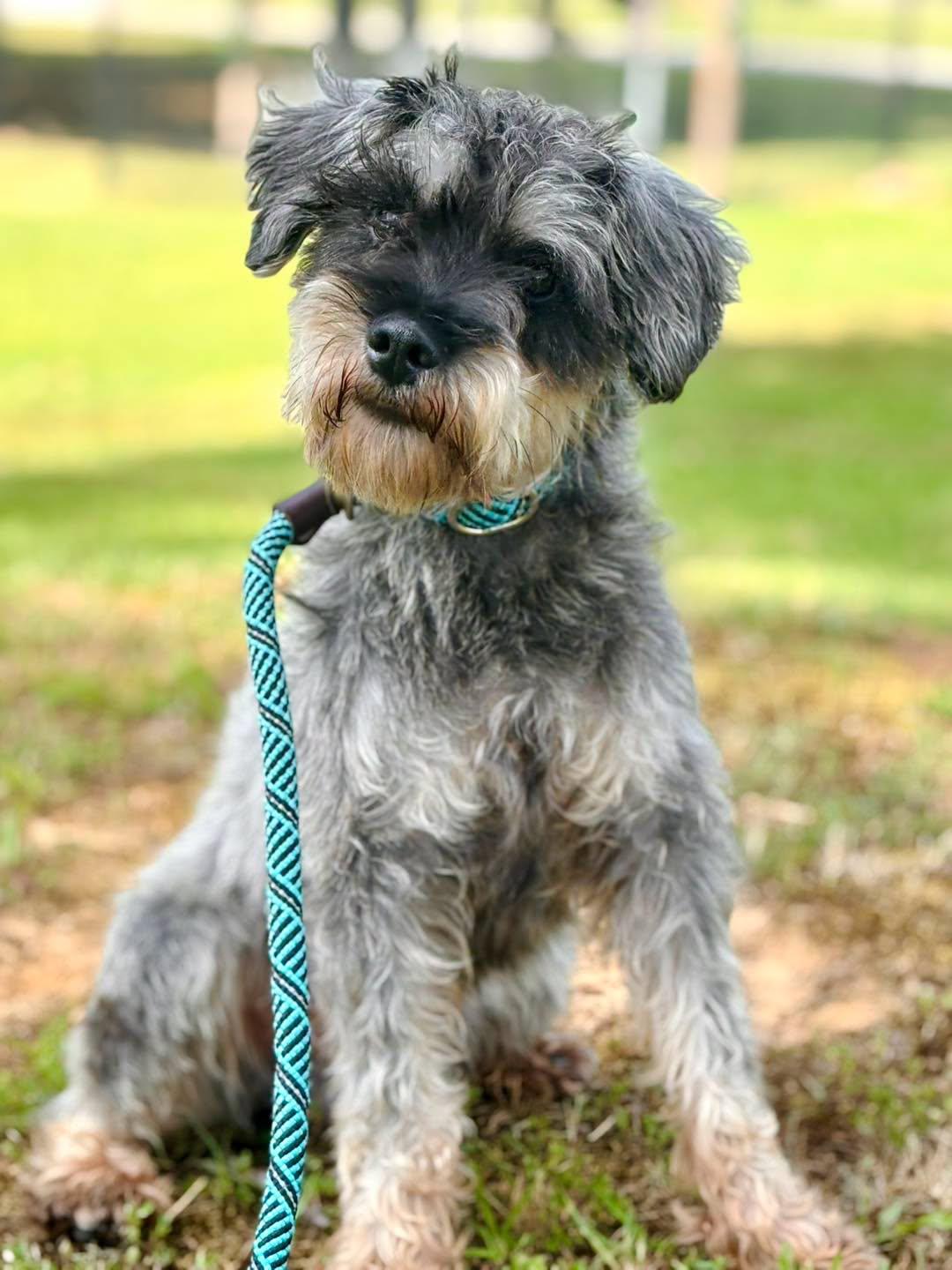 Enlarge Duke, a Adoptable Miniature Schnauzer in Collierville, TN image 2/2