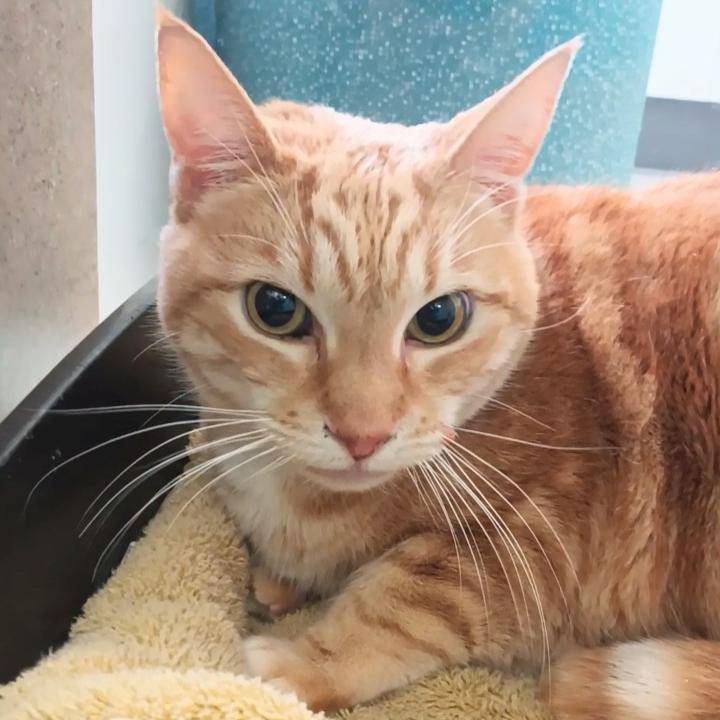 Enlarge Sofia, a Adoptable Domestic Short Hair in Reno, NV image 1/2