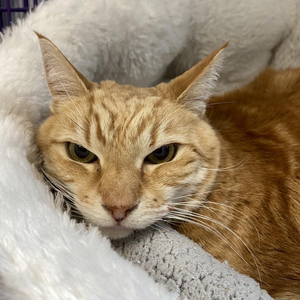 Enlarge Sofia, a Adoptable Domestic Short Hair in Reno, NV image 2/2