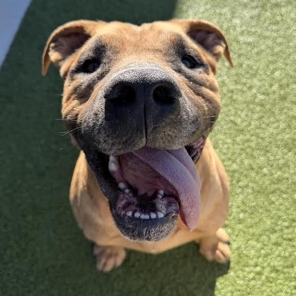 Scoob, Adoptable, Adult Male Pit Bull Terrier & English Bulldog.