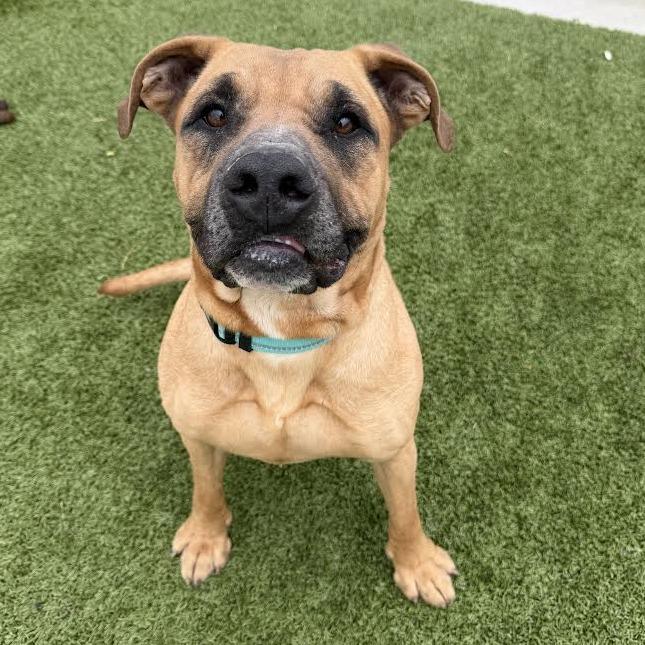 Enlarge Scoob, a Adoptable mixed breed in Cody, WY image 2/3