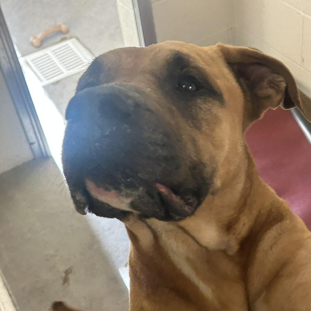 Enlarge Scoob, a Adoptable mixed breed in Cody, WY image 3/3