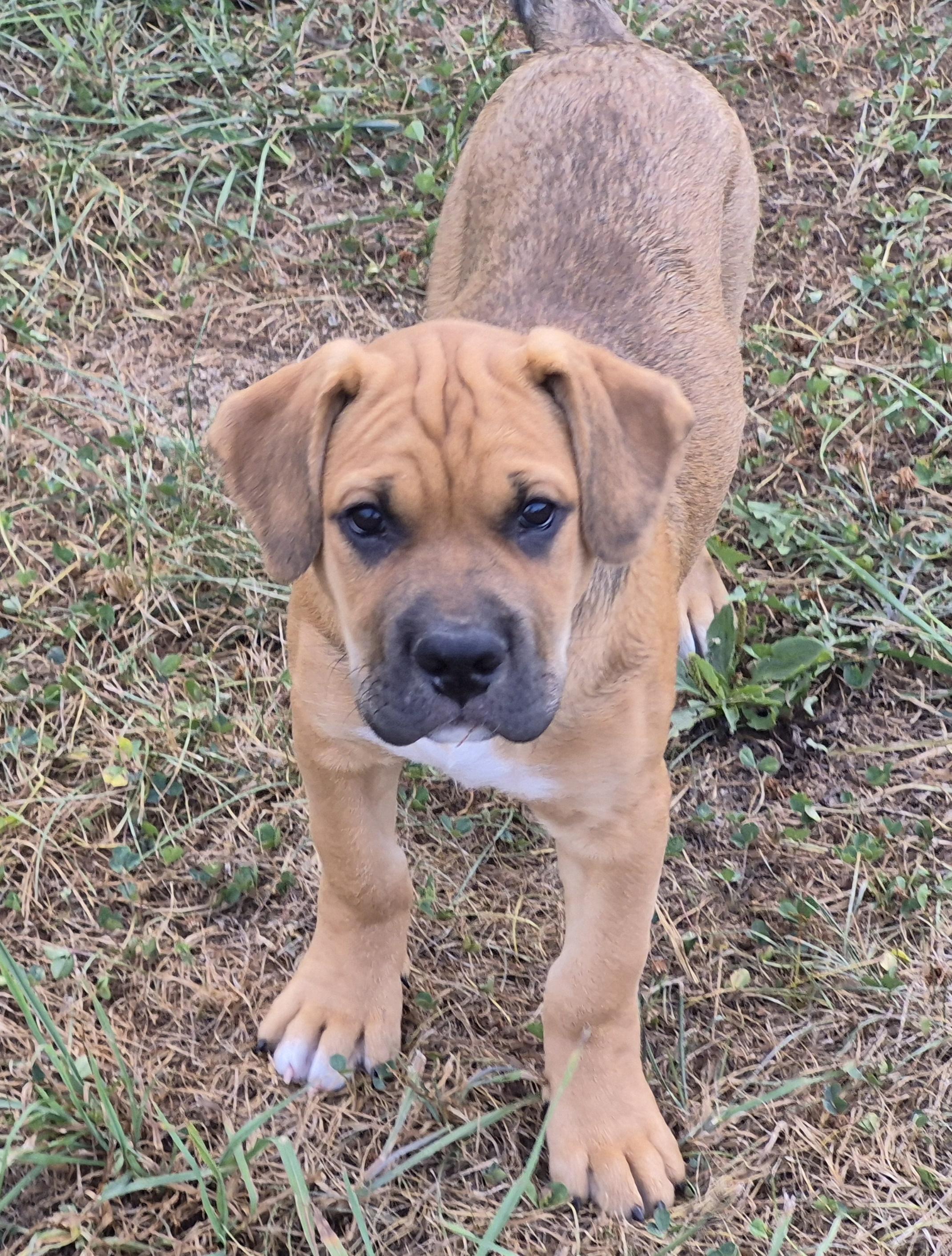 Jaxson, Adopted, Puppy Male Boxer.