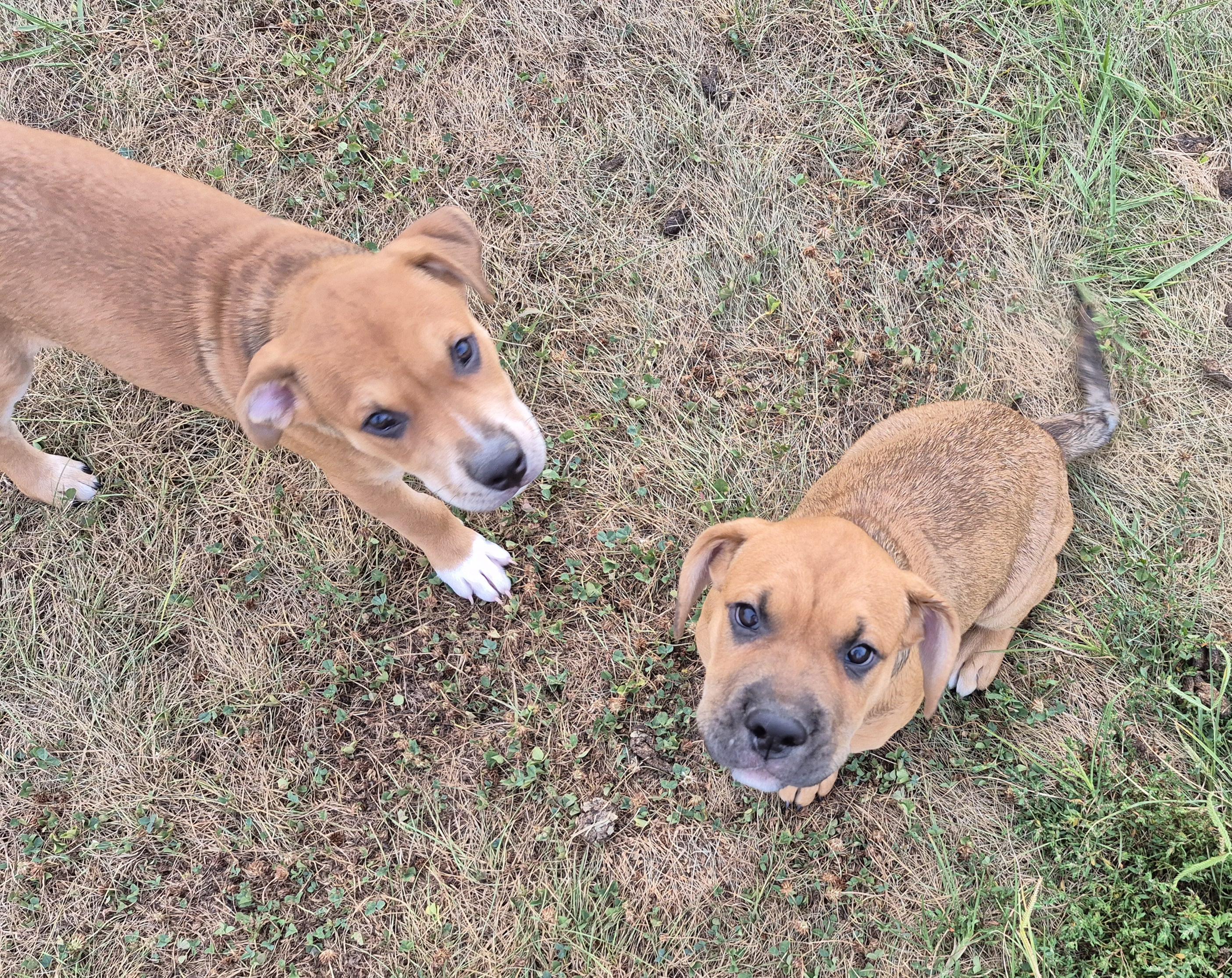 Enlarge Jaxson, a Adopted mixed breed in Campbellsville, KY image 2/3