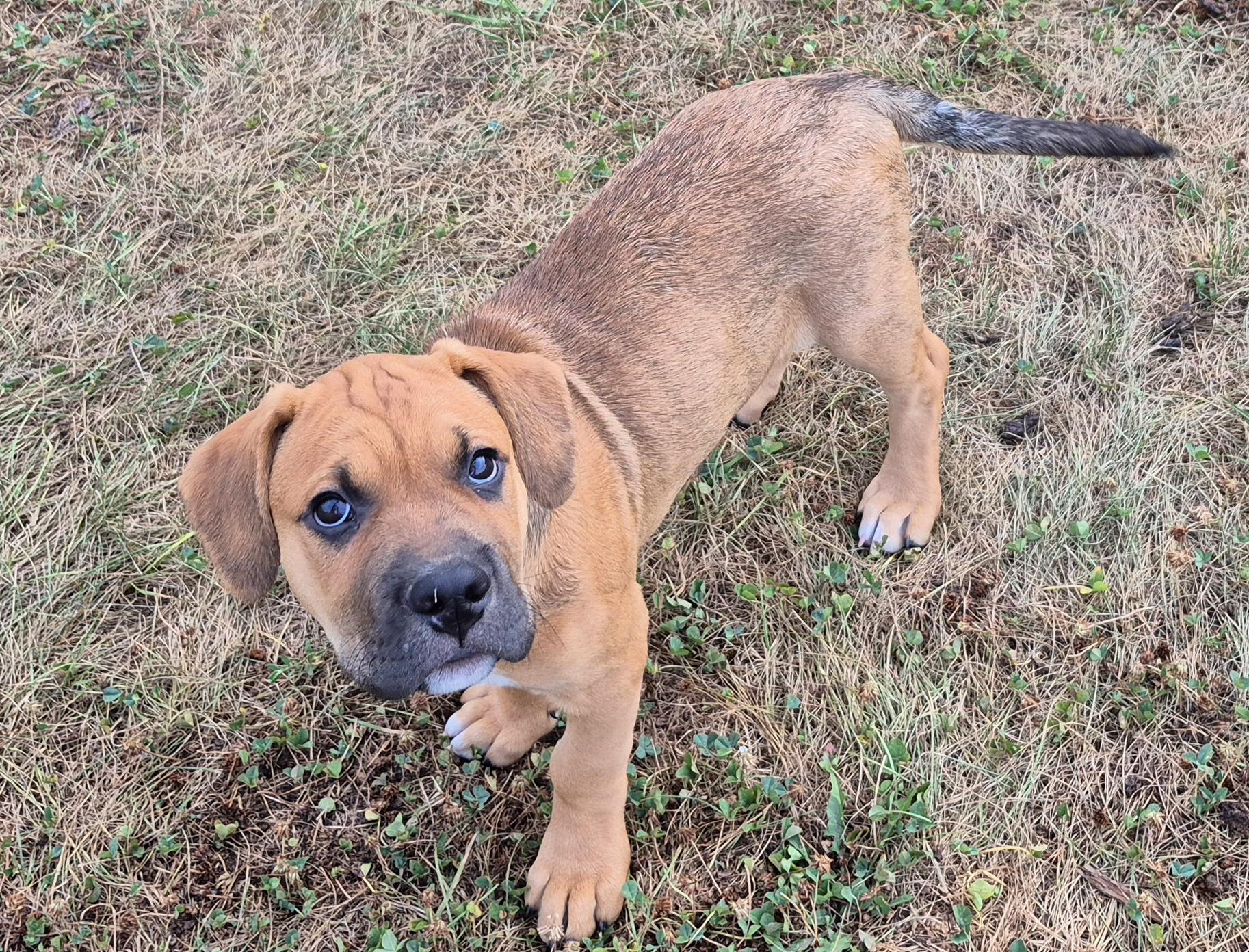 Enlarge Jaxson, a Adopted mixed breed in Campbellsville, KY image 3/3
