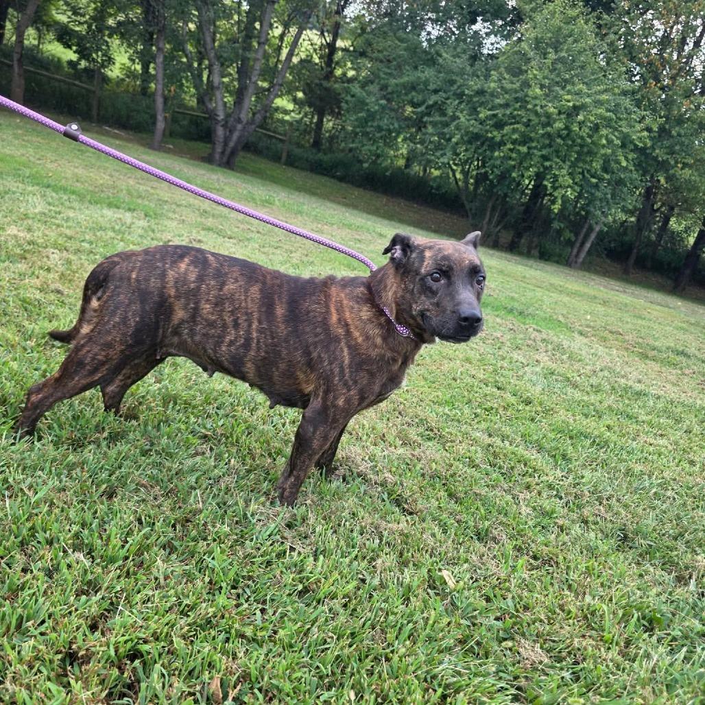 Enlarge Magritte, a Adoptable Mixed Breed in Jackson, MO image 1/3