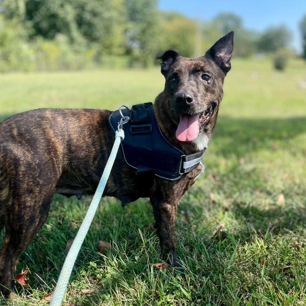 Enlarge Magritte, a Adoptable Mixed Breed in Jackson, MO image 2/3