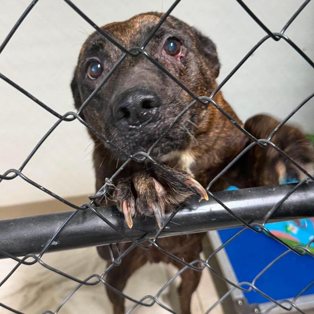 Enlarge Magritte, a Adoptable Mixed Breed in Jackson, MO image 3/3