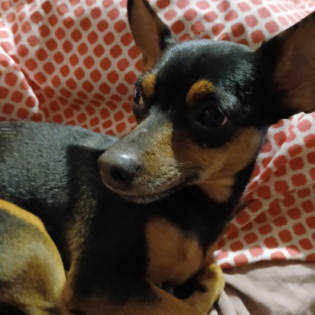 Foundie, a Adoptable mixed breed in Wheelersburg, OH image 4/6