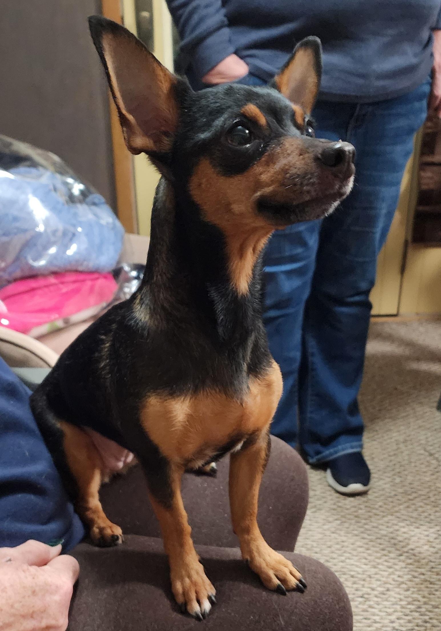 Foundie, a Adoptable mixed breed in Wheelersburg, OH image 1/6