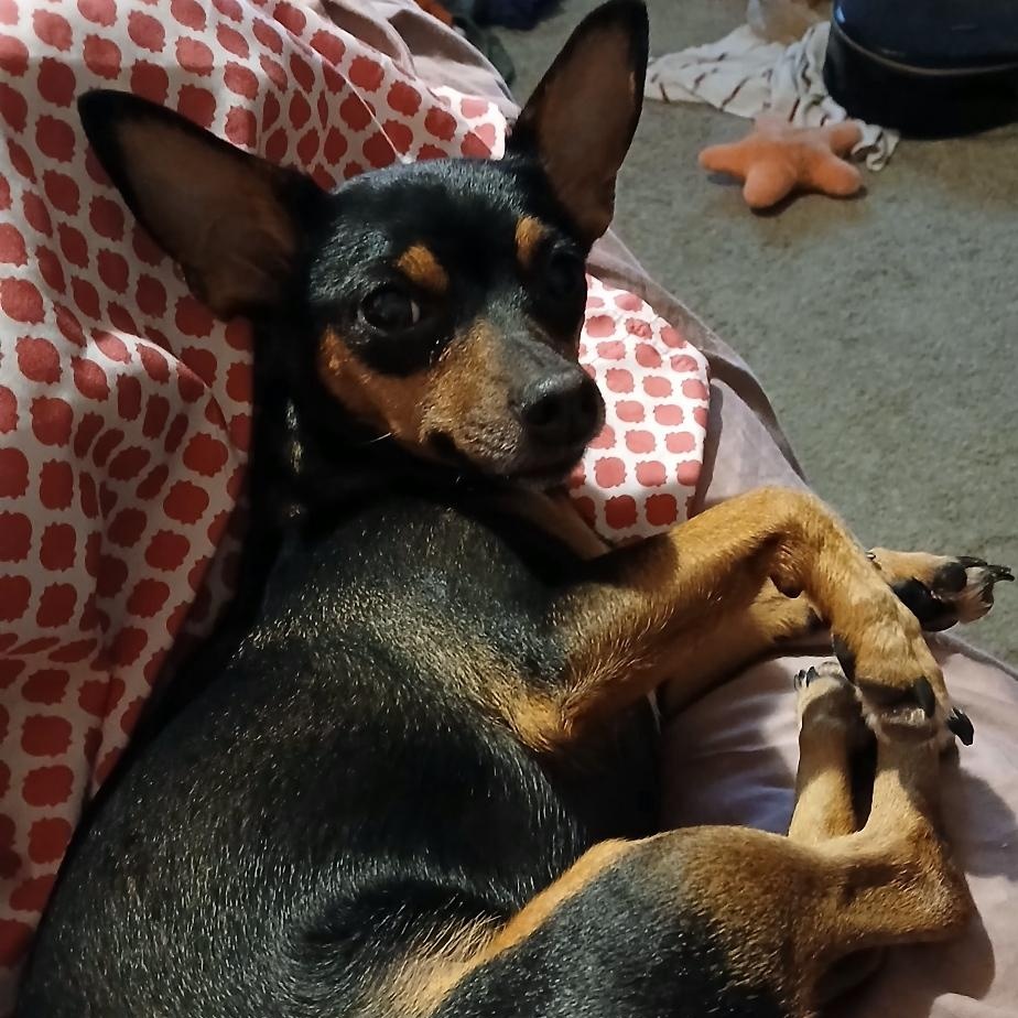 Foundie, a Adoptable mixed breed in Wheelersburg, OH image 5/6