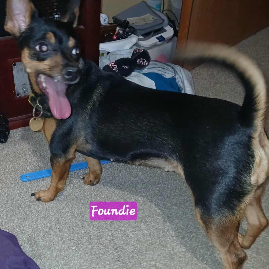 Foundie, a Adoptable mixed breed in Wheelersburg, OH image 6/6