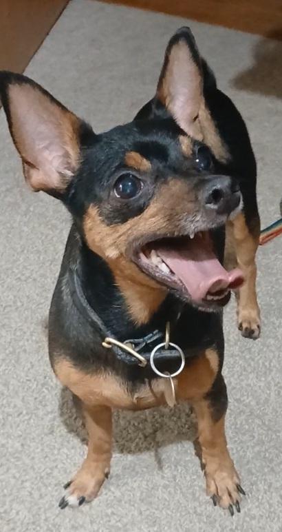 Foundie, a Adoptable mixed breed in Wheelersburg, OH image 2/6