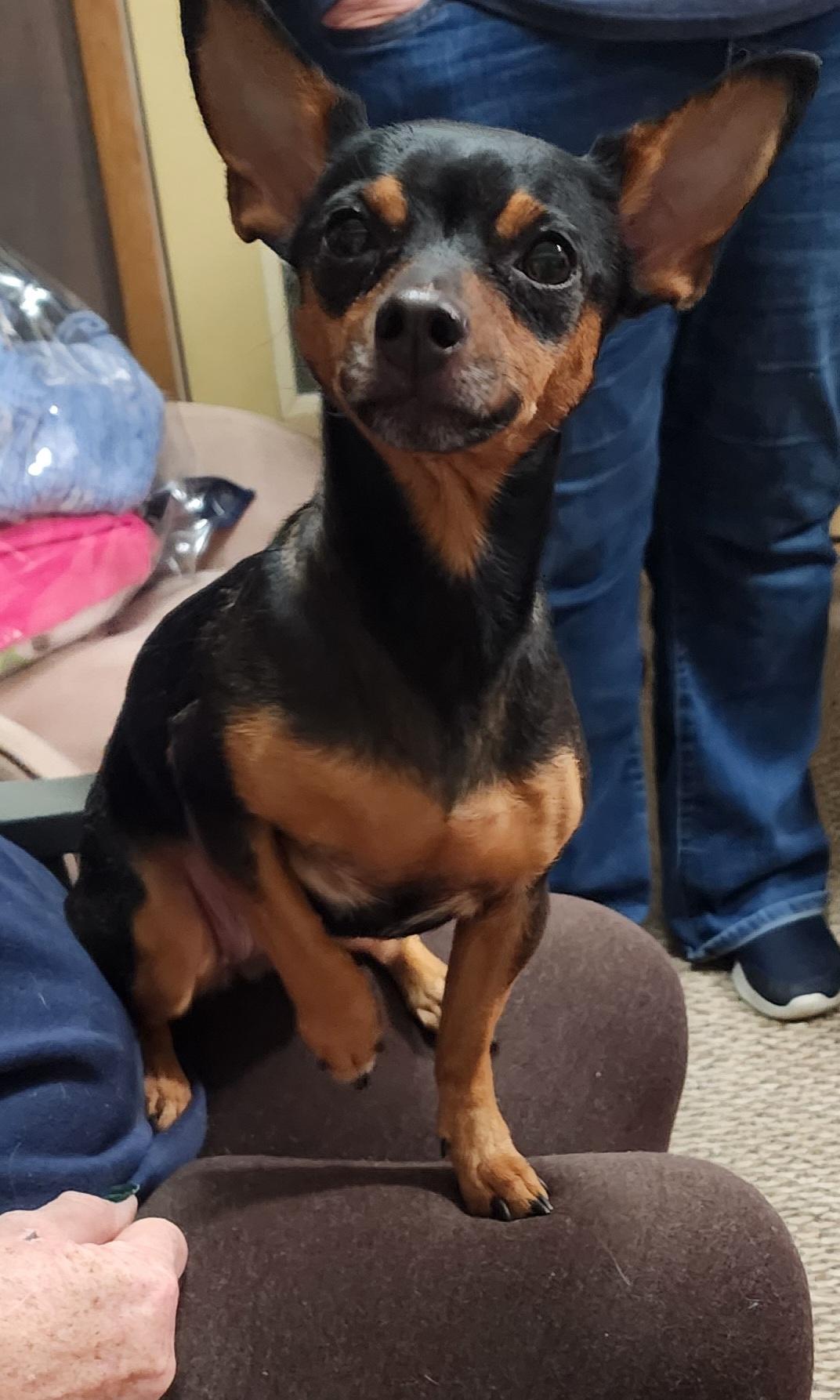 Foundie, a Adoptable mixed breed in Wheelersburg, OH image 3/6