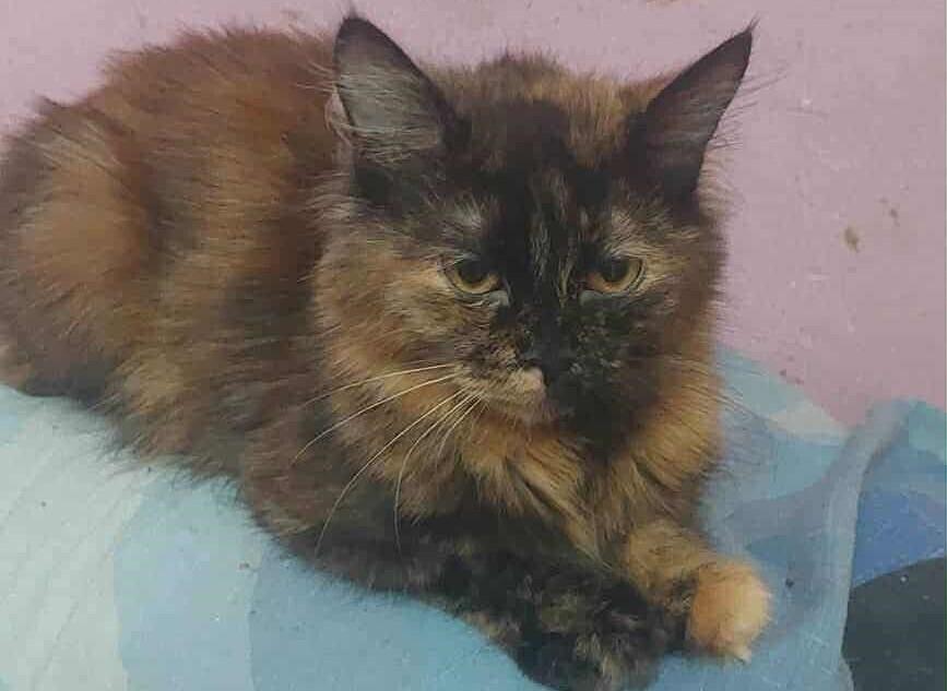 Amar, Adoptable, Young Female Persian & Egyptian Mau.