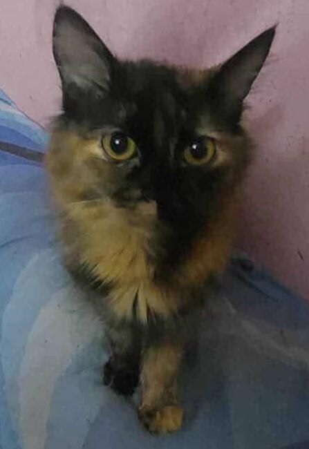 Enlarge Amar, a Adoptable mixed breed in WOLCOTT, CT image 4/5