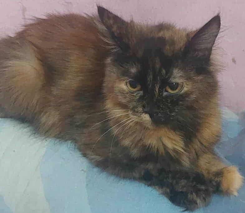 Enlarge Amar, a Adoptable mixed breed in WOLCOTT, CT image 5/5