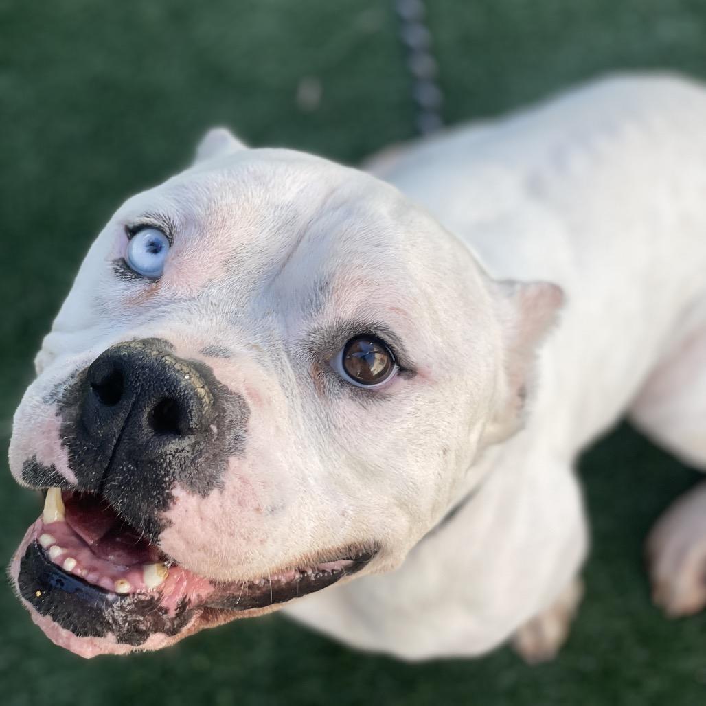 Enlarge Fernie, a Adoptable Pit Bull Terrier in Los Angeles, CA image 2/2