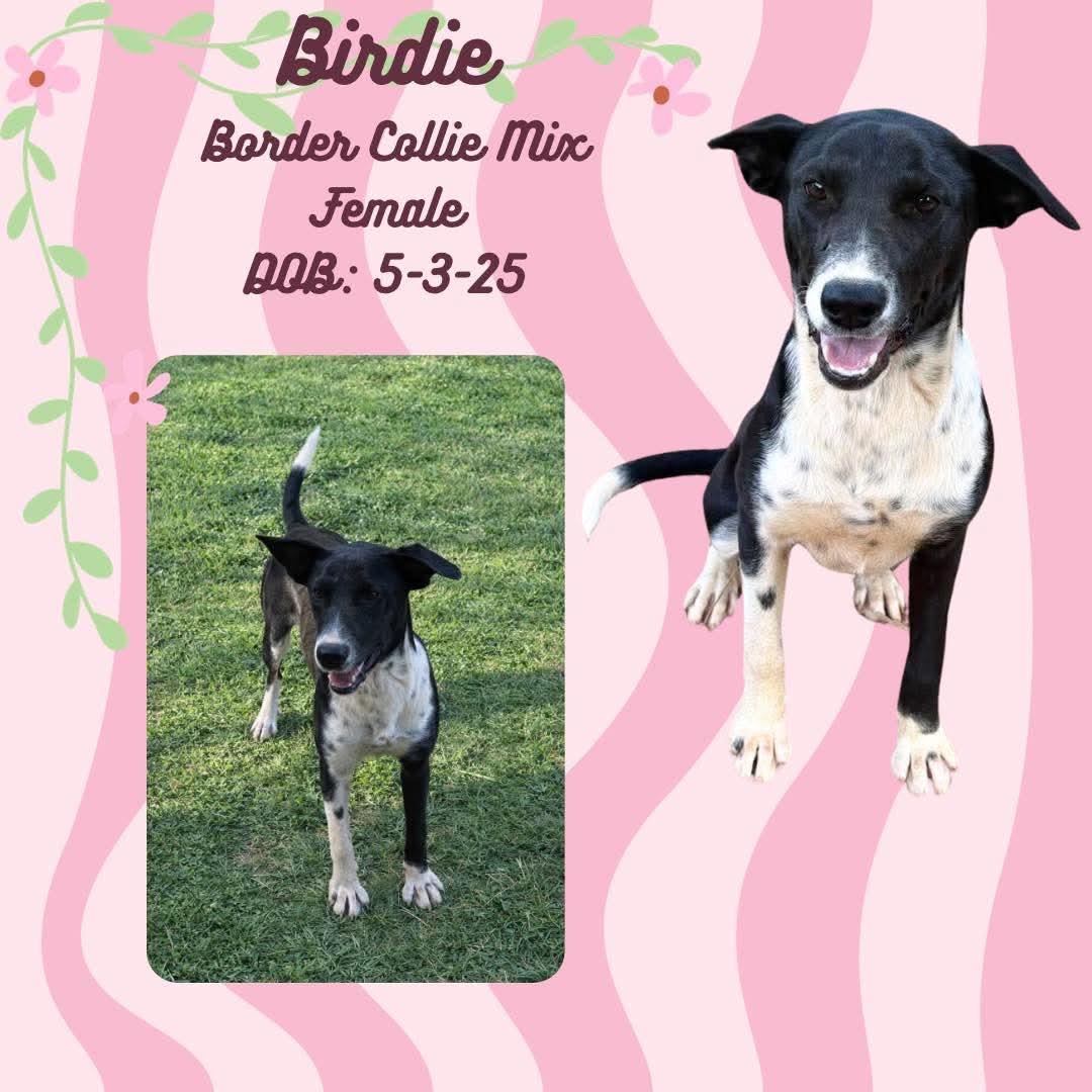 Enlarge Birdie, a Adoptable mixed breed in Rocky Hill, CT image 1/1