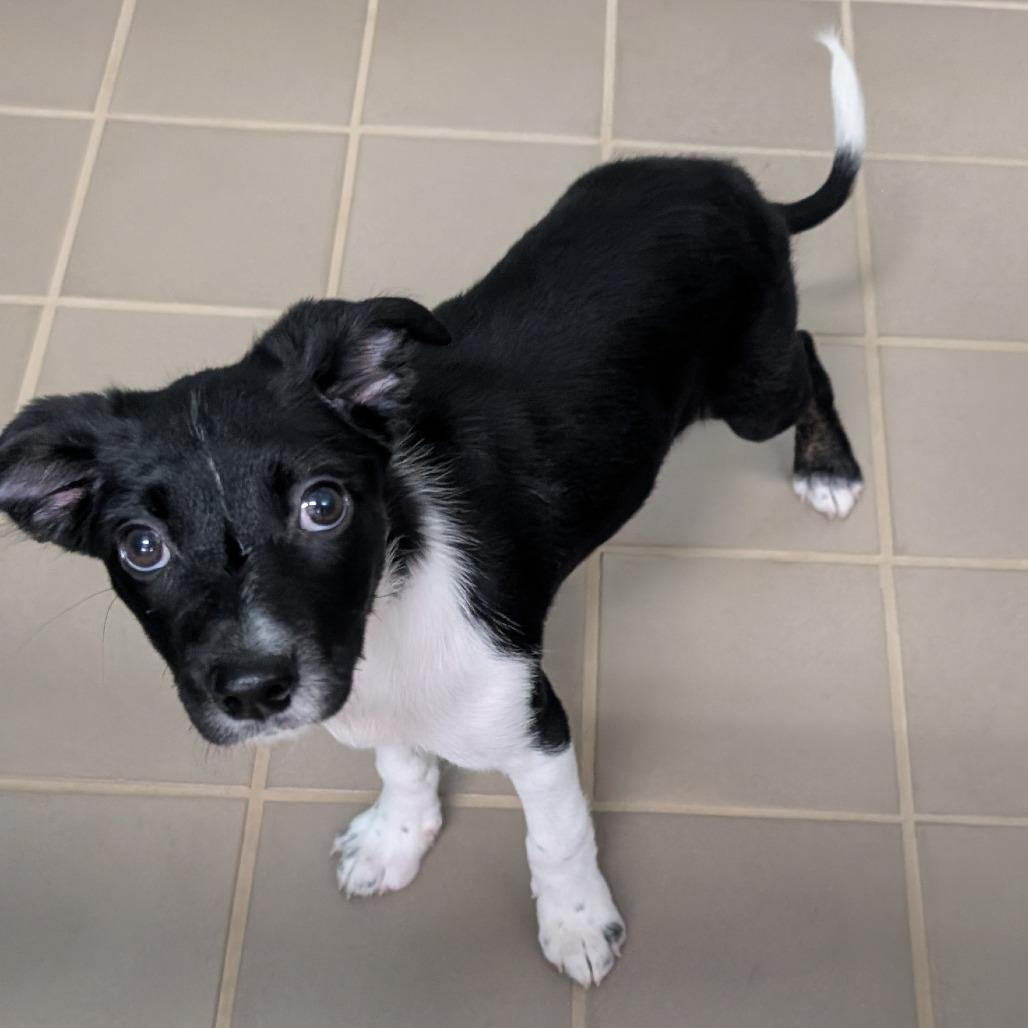 Anderson, Adoptable, Puppy Female Mixed Breed.