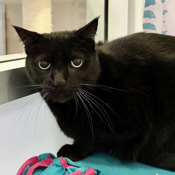 Iroh, Adoptable, Adult Male Domestic Short Hair.