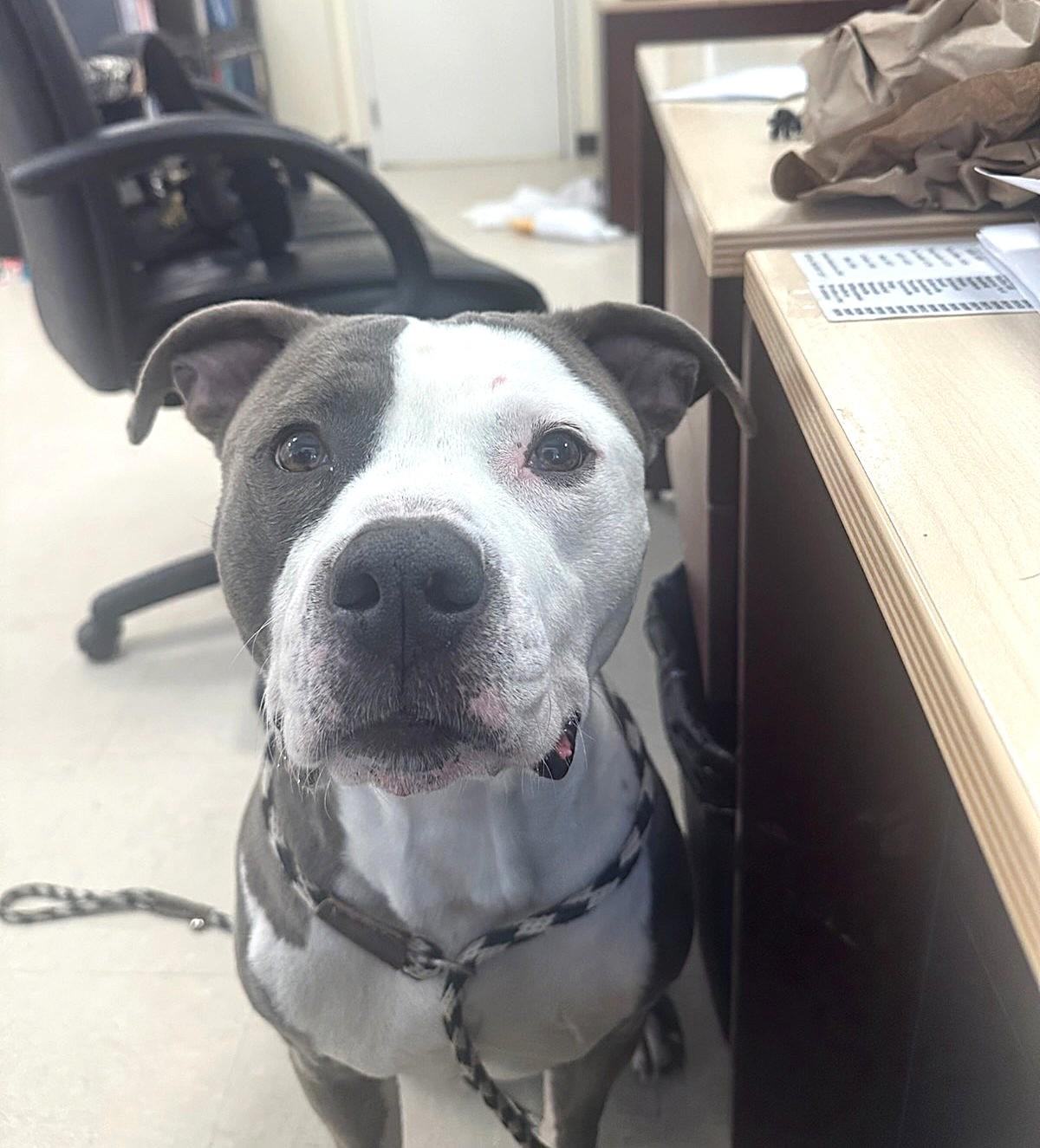 Enlarge Oreo , a ADOPTABLE Pit Bull Terrier in Clayton, NJ image 1/1
