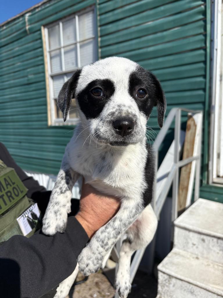 Bingo, Adopted, Puppy Female Mixed Breed.