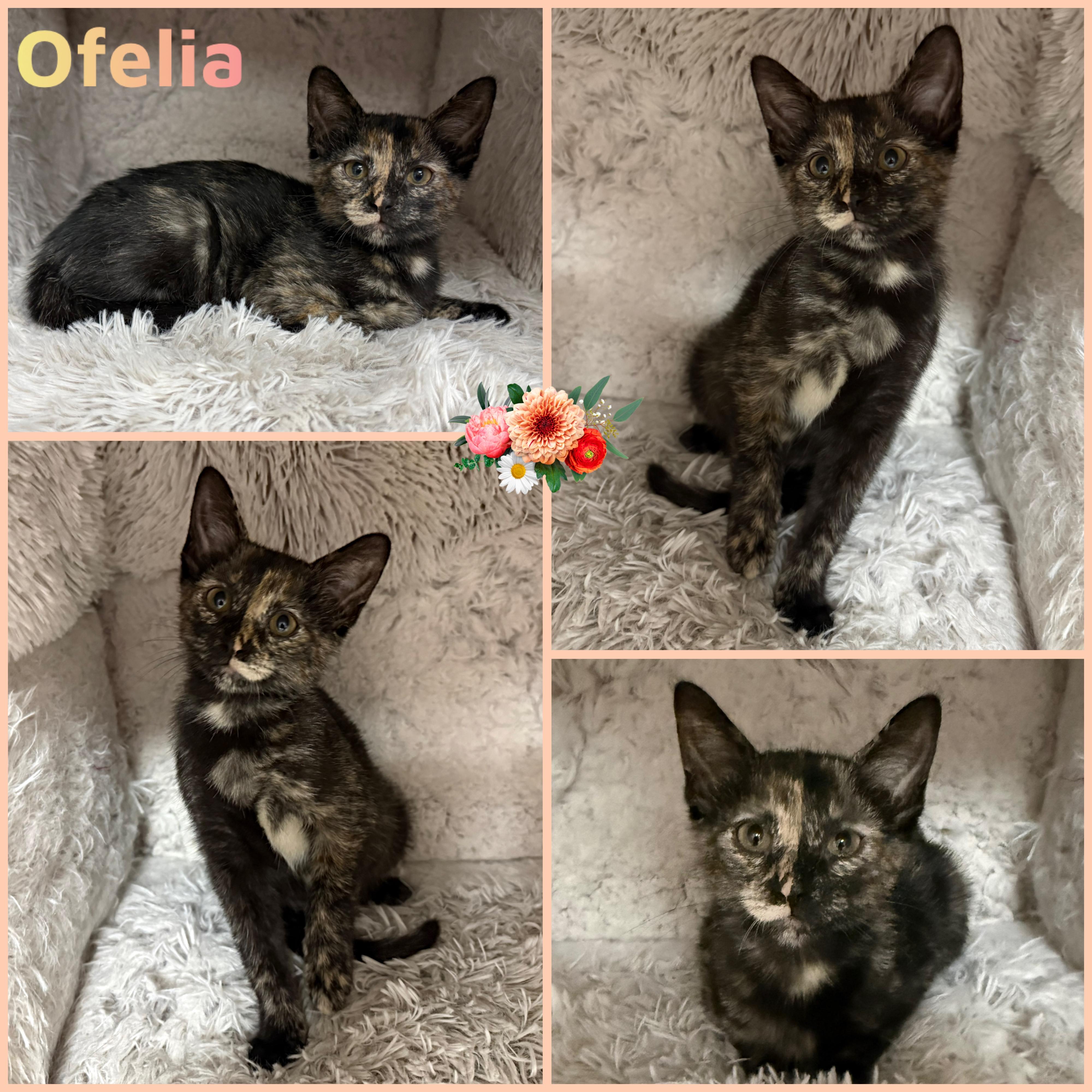 Enlarge Ofelia, a ADOPTABLE Domestic Short Hair in Louisville, KY image 1/1
