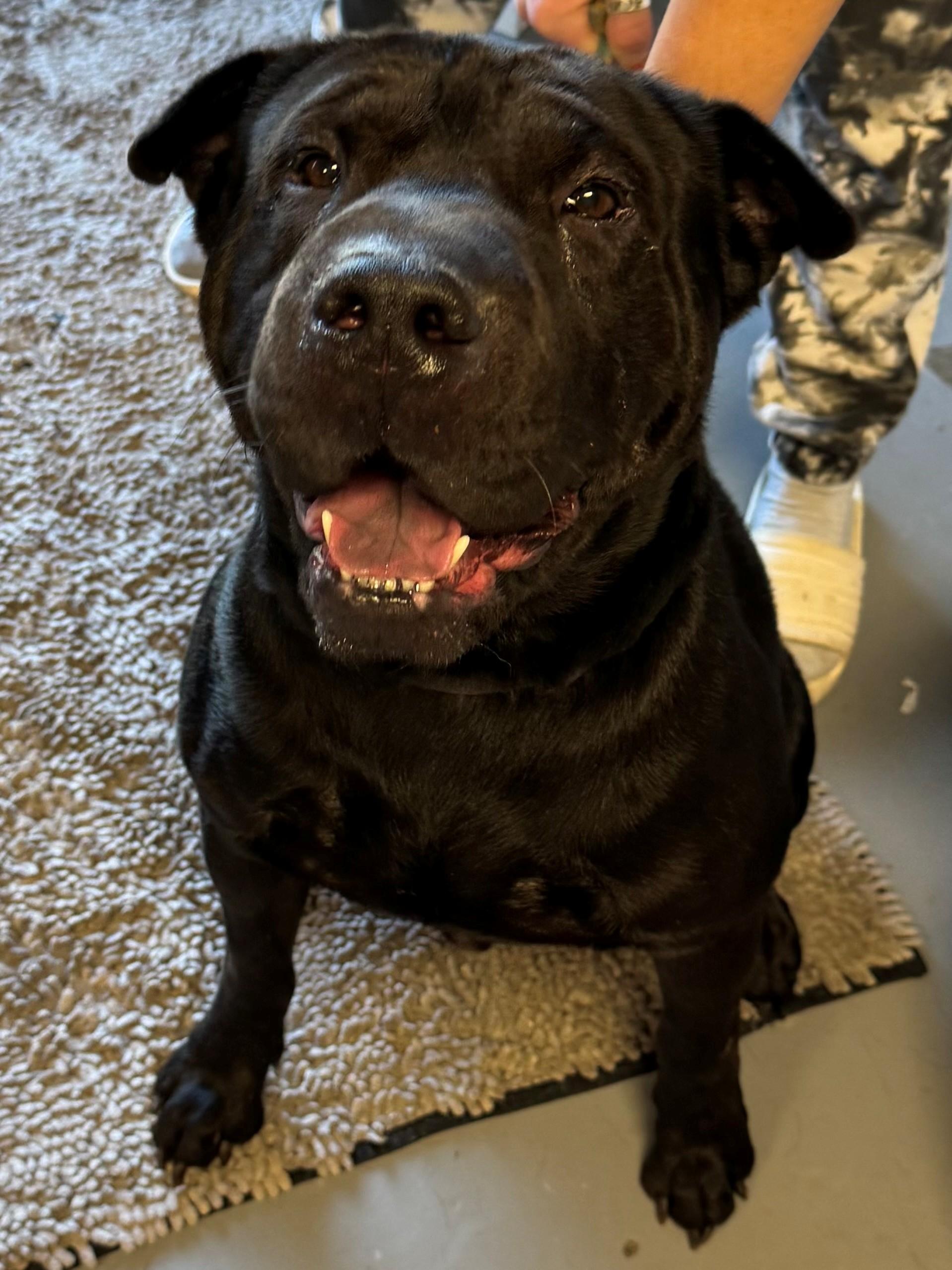 Licorice, Adoptable, Adult Male Shar-Pei.