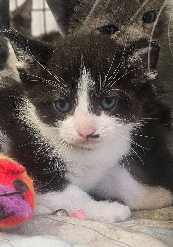 Kitten 4 feral mom, Adoptable, Kitten Male Domestic Medium Hair.