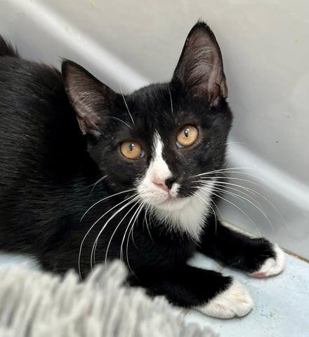 Enlarge Pavo, a Adoptable Domestic Short Hair in Huntington, NY image 2/6