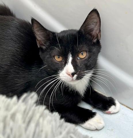 Enlarge Pavo, a Adoptable Domestic Short Hair in Huntington, NY image 3/6