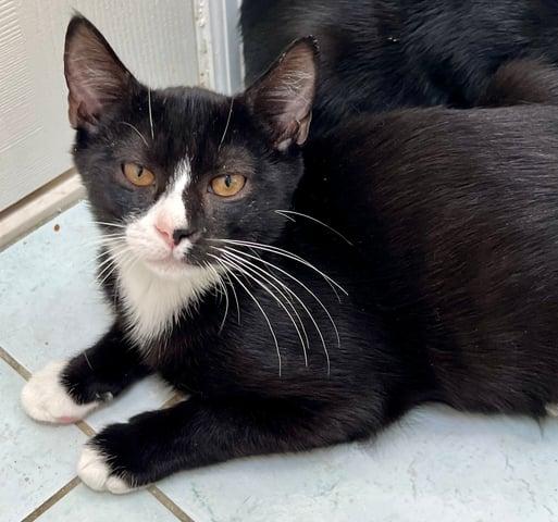 Enlarge Pavo, a Adoptable Domestic Short Hair in Huntington, NY image 4/6