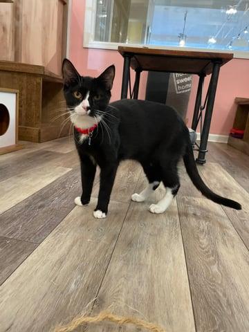 Enlarge Pavo, a Adoptable Domestic Short Hair in Huntington, NY image 5/6