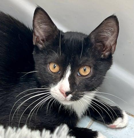 Enlarge Pavo, a Adoptable Domestic Short Hair in Huntington, NY image 6/6