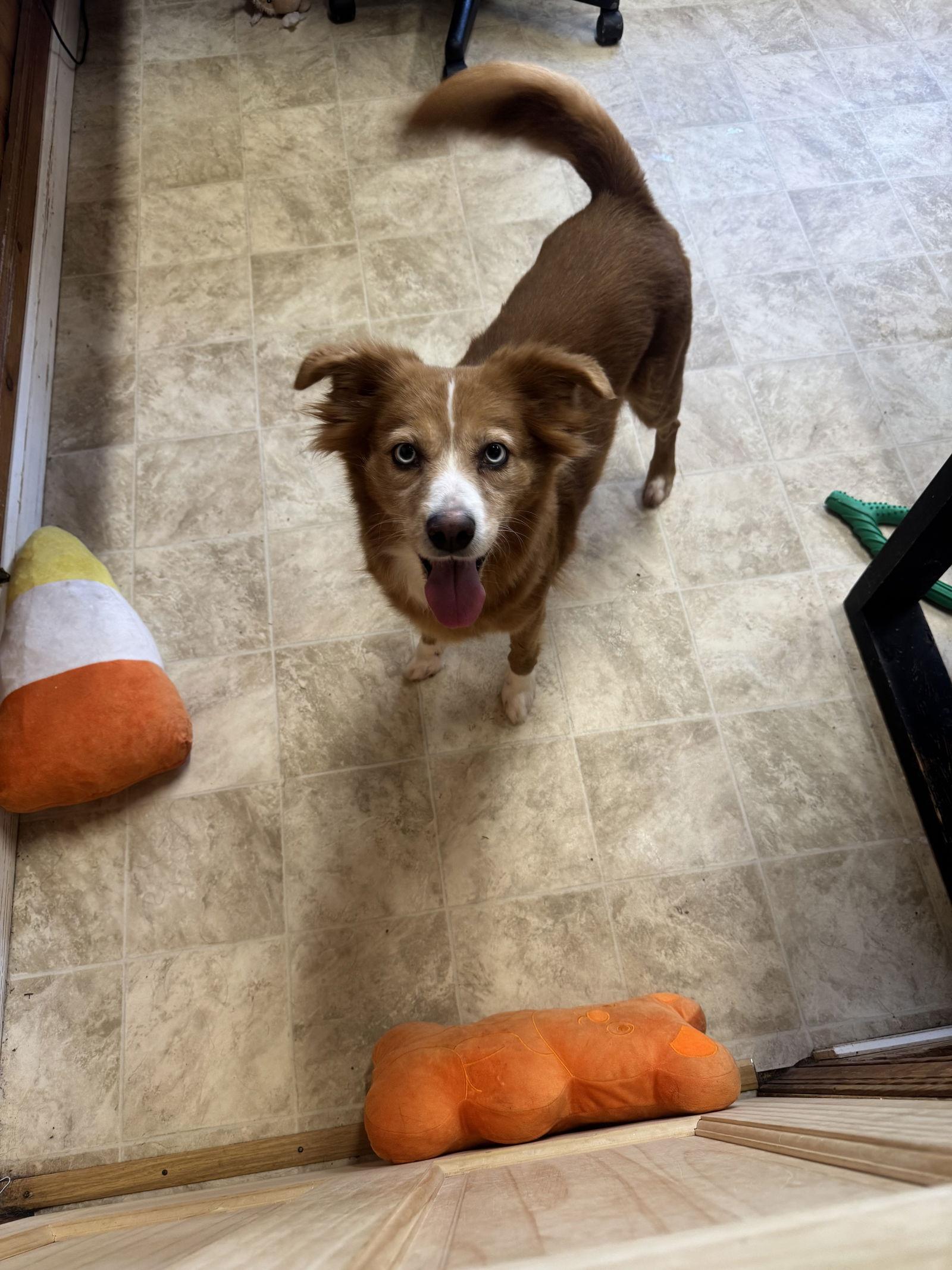 Daisy, Adoptable, Young Female Australian Shepherd.