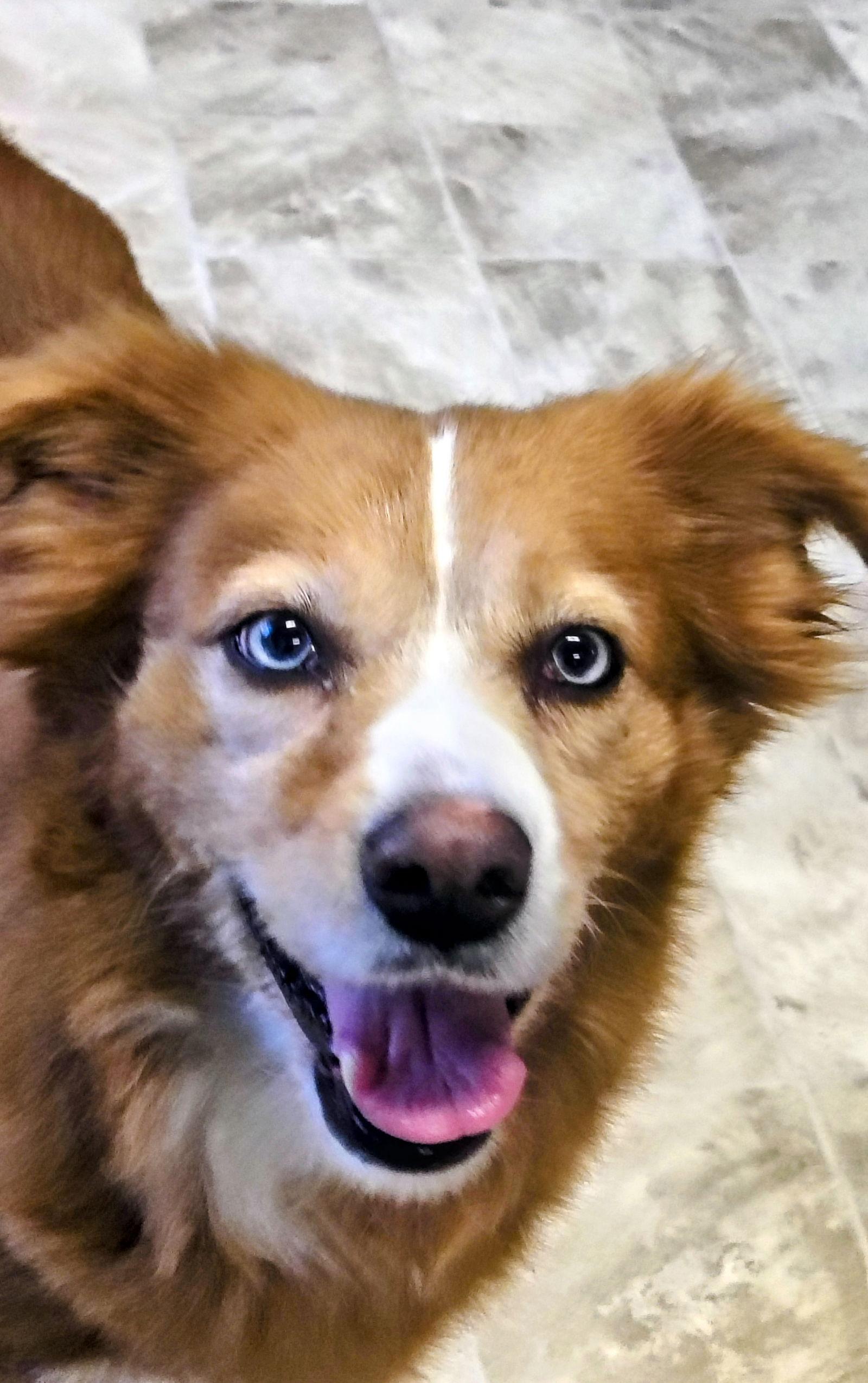 Enlarge Daisy, a Adopted Australian Shepherd in Raleigh, NC image 2/3